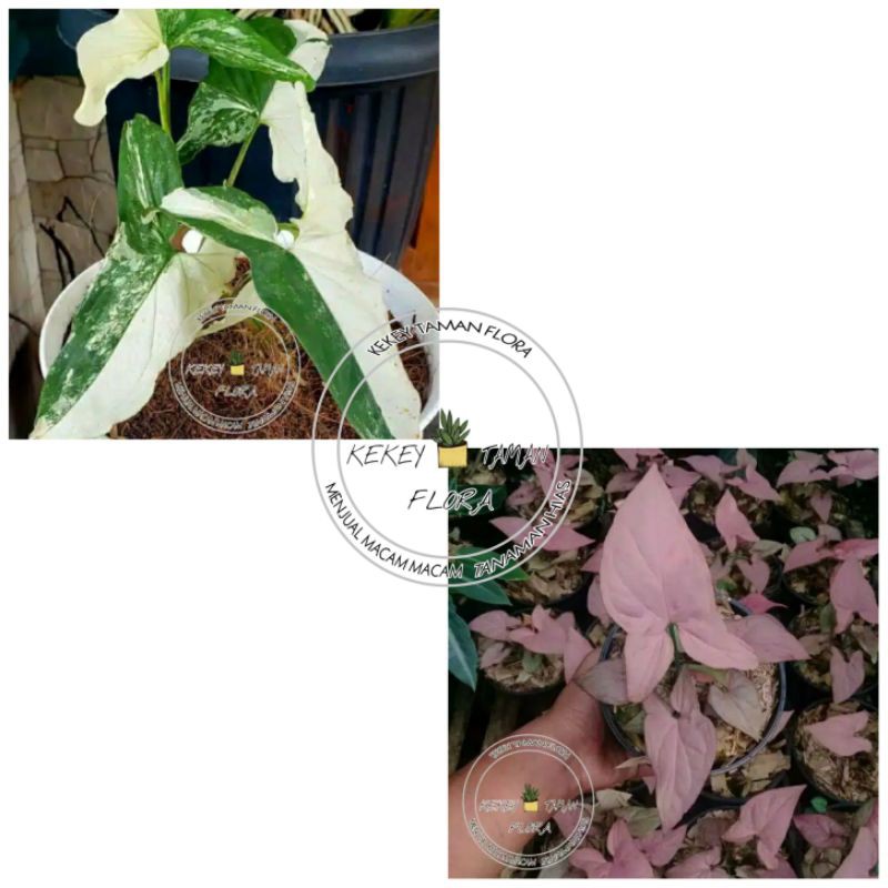PAKET HEMAT MURAH 2 Syngonium Varigata & Syngonium Pink