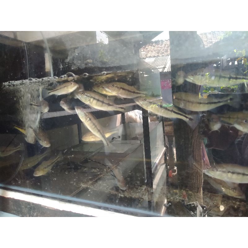 Pbass intermedia 4-5cm