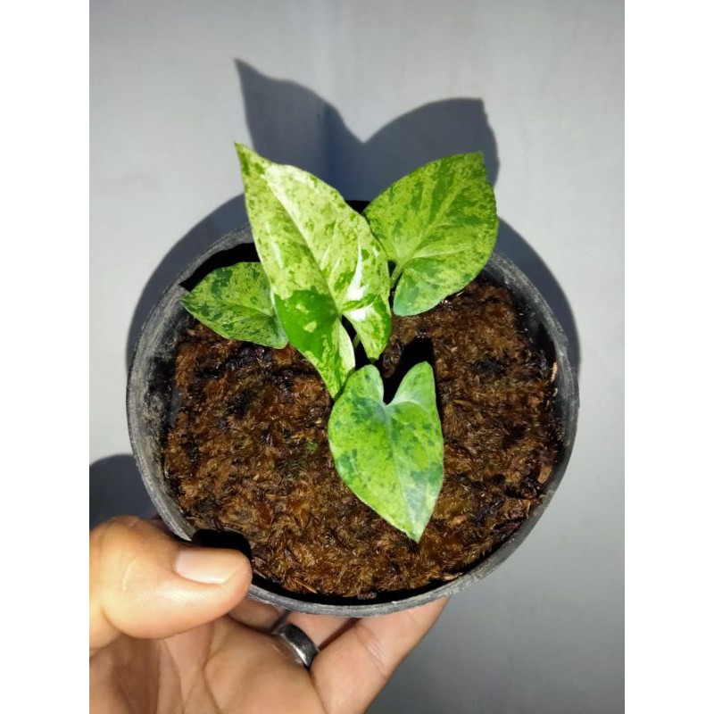 syngonium mojito