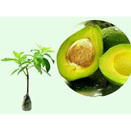 Voc Bibit Buah Alpukat Mentega Super Oxy