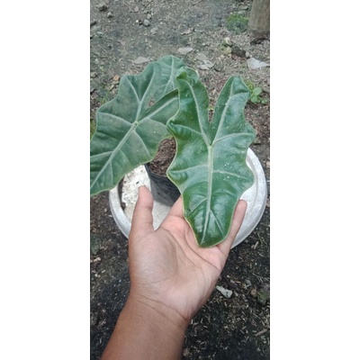 Keladi badak/ alocasia sanderiana