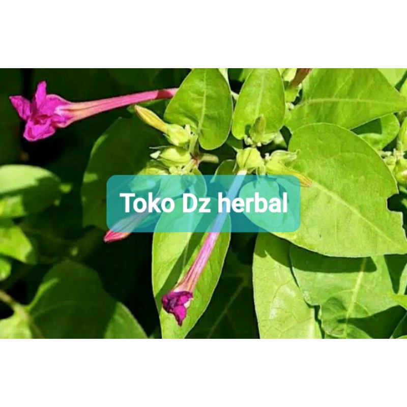 

Ready daun bunga pukul empat segar 400 gram-az