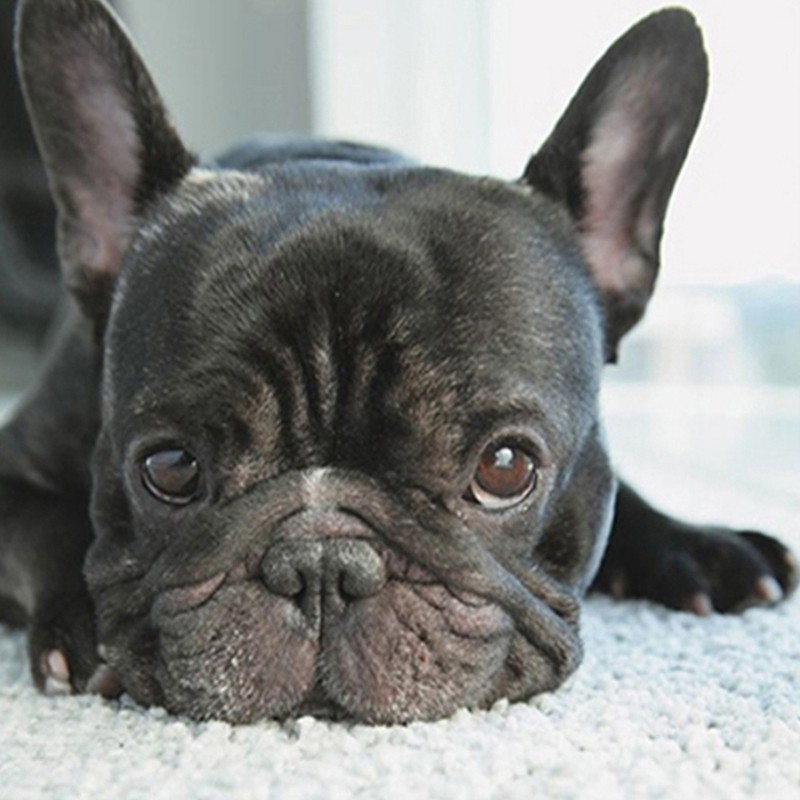 Diy Lukisan Diamond 5d Dengan Gambar Anjing Bulldog Warna Hitam