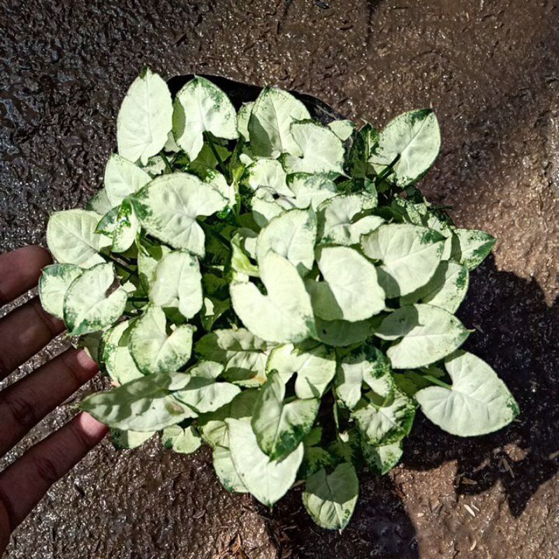 Syngonium mini Liliput