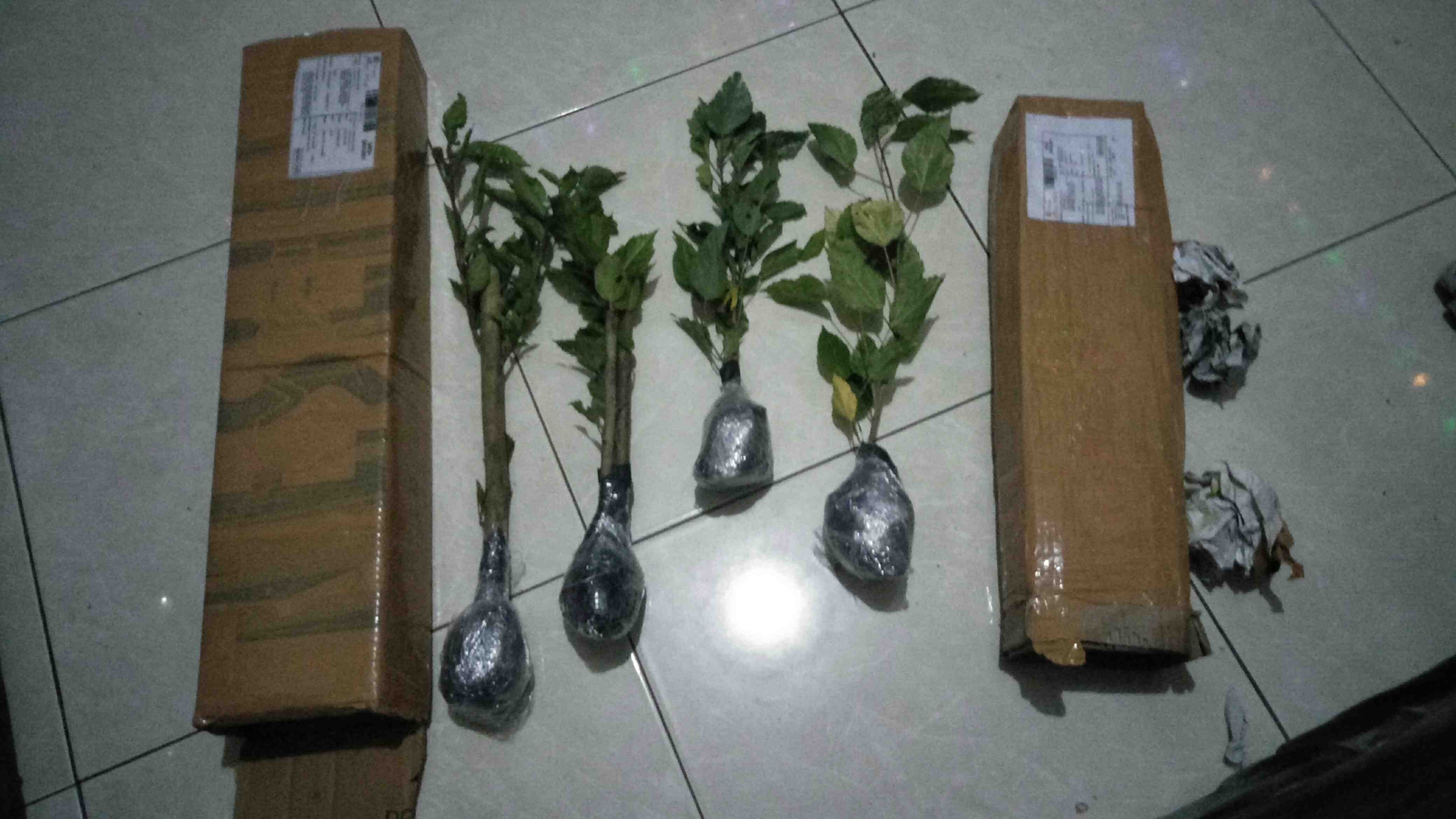 Tanaman Hias Kembang Sepatu / Bunga Hibiscus Rosa Merah (look Army Strip/ring White)