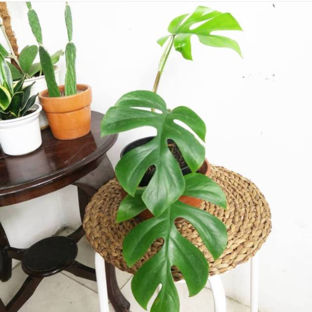 Tanaman Hias Rhaphidophora Tetrasperma Monstera Ginny Mini Monstera Monstera Minima Monstera E1 Shopee Indonesia