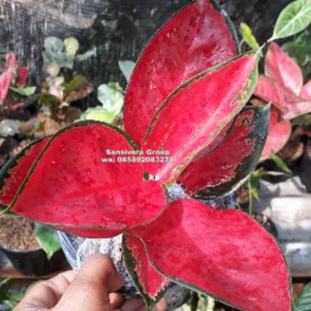 Aglonema Suksom Jaipong Stang Pendek / Aglaonema Suksom   6-7 daun