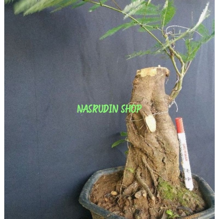 

[Fresh] BAHAN BONSAI KALIANDRA UKURAN L ( 2-3 KILO ) PER BONGGOL DONGKELAN KALIANDRA MERAH