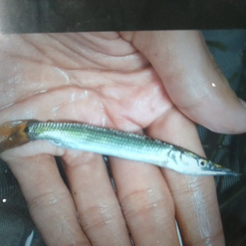 Hujeta Gar 9-10cm