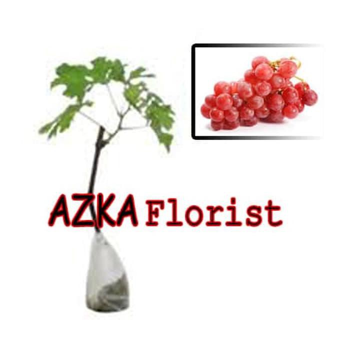 Promo paket 5 Bibit Tanaman Buah Anggur Merah J*