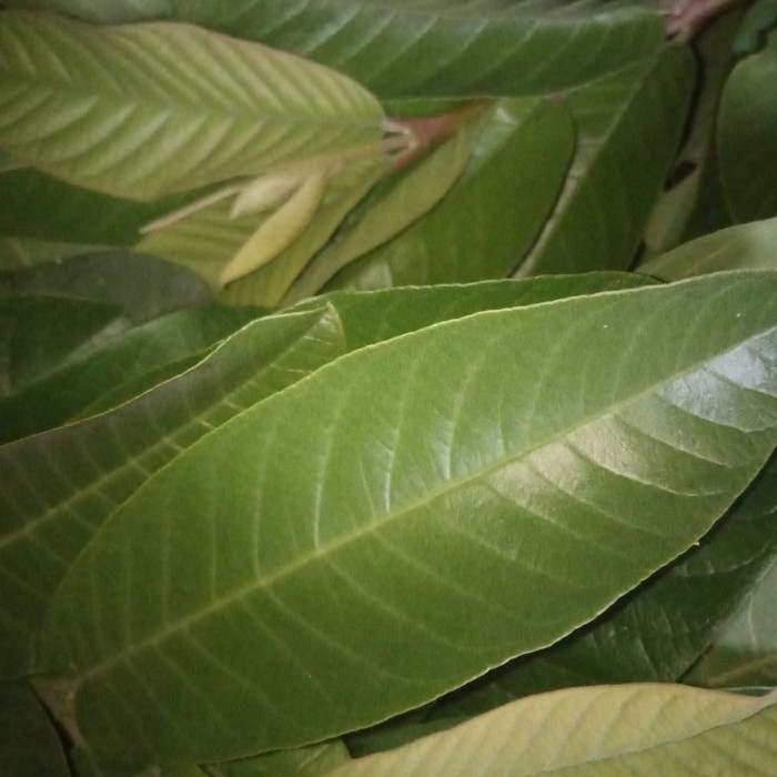 

daun jambu biji segar Herbal alami Murah Obat herbal alami murah asli dari kampung