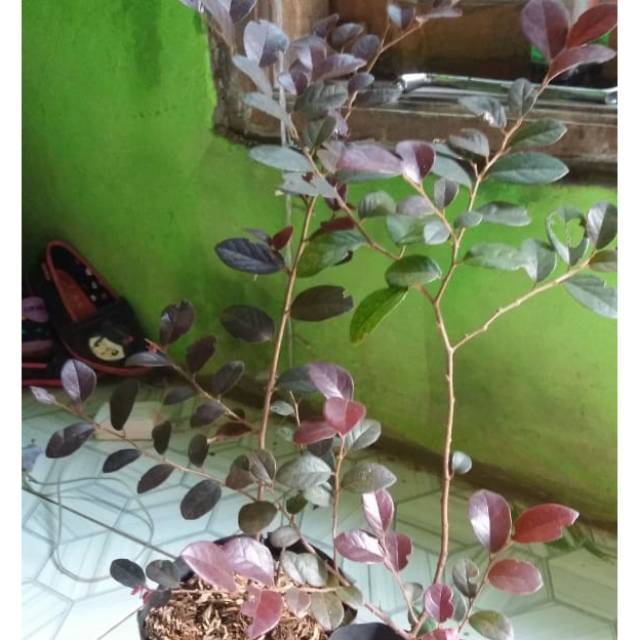 tanaman hias serut merah