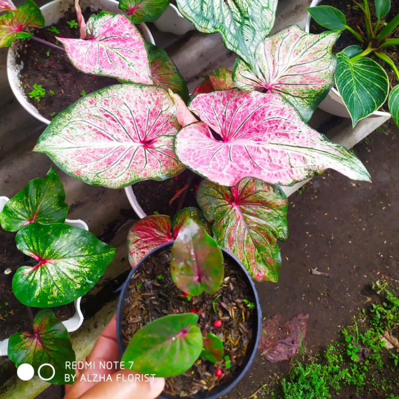 KELADI/CALADIUM ANOMAN OBONG anakan murah meriah