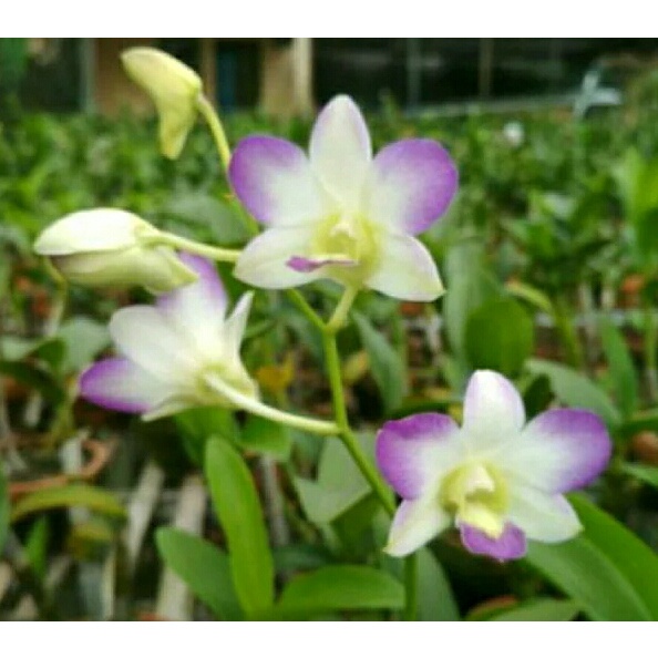 anggrek dendrobium arindang blue