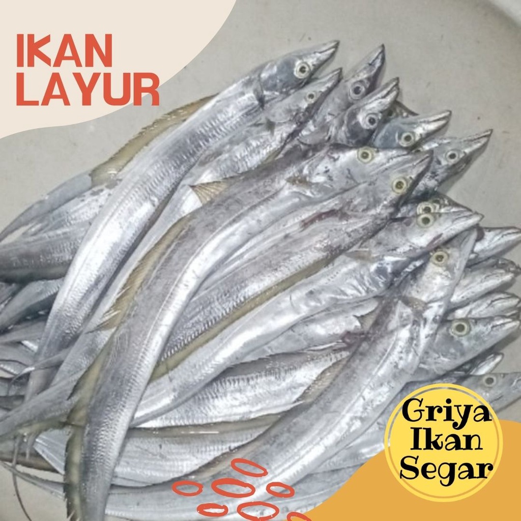 

IKAN LAYUR