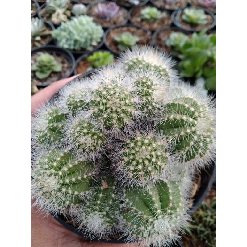 kaktus ownroot Noto cluster