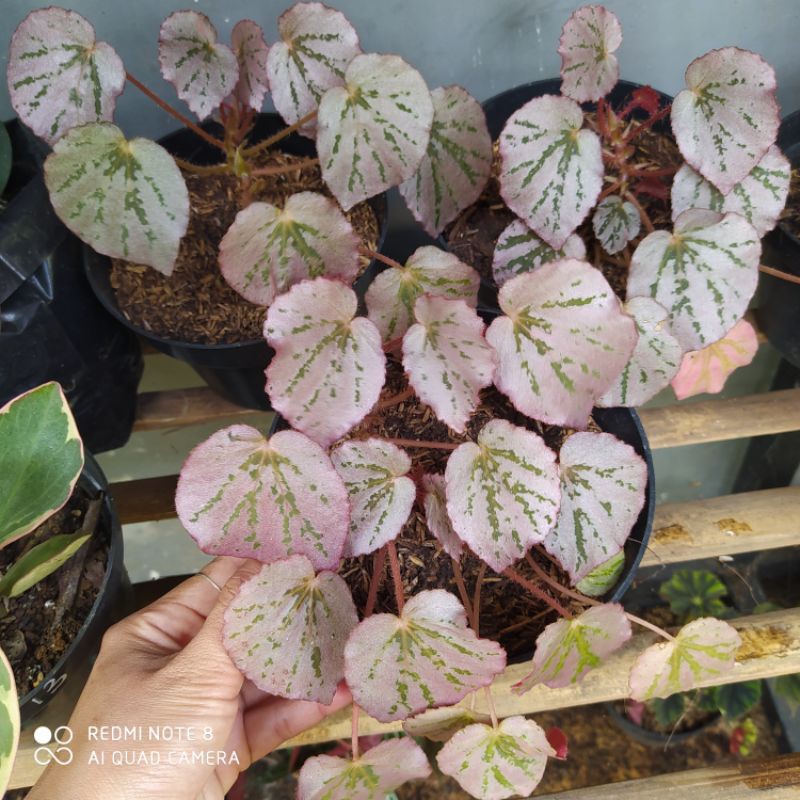 begonia pink/begonia gantung