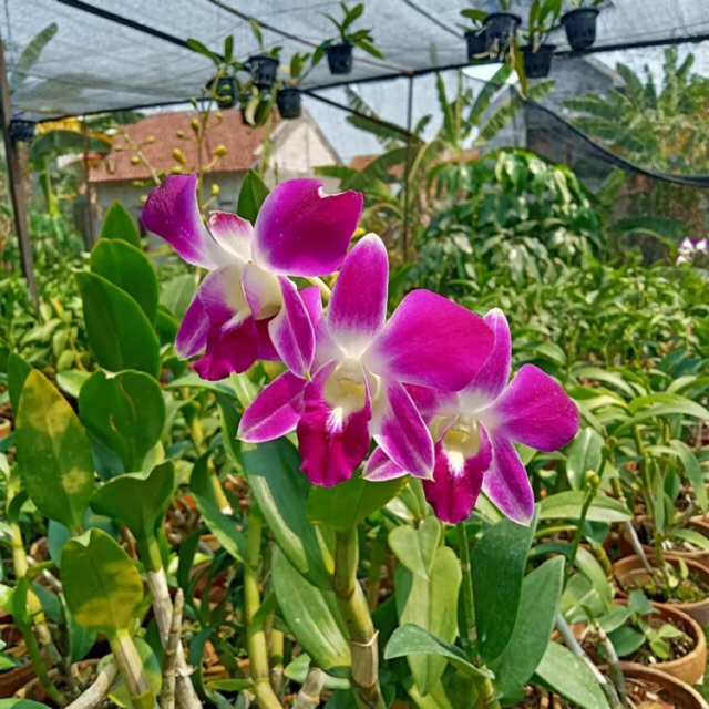 Anggrek Dendrobium Sonia Ersakul