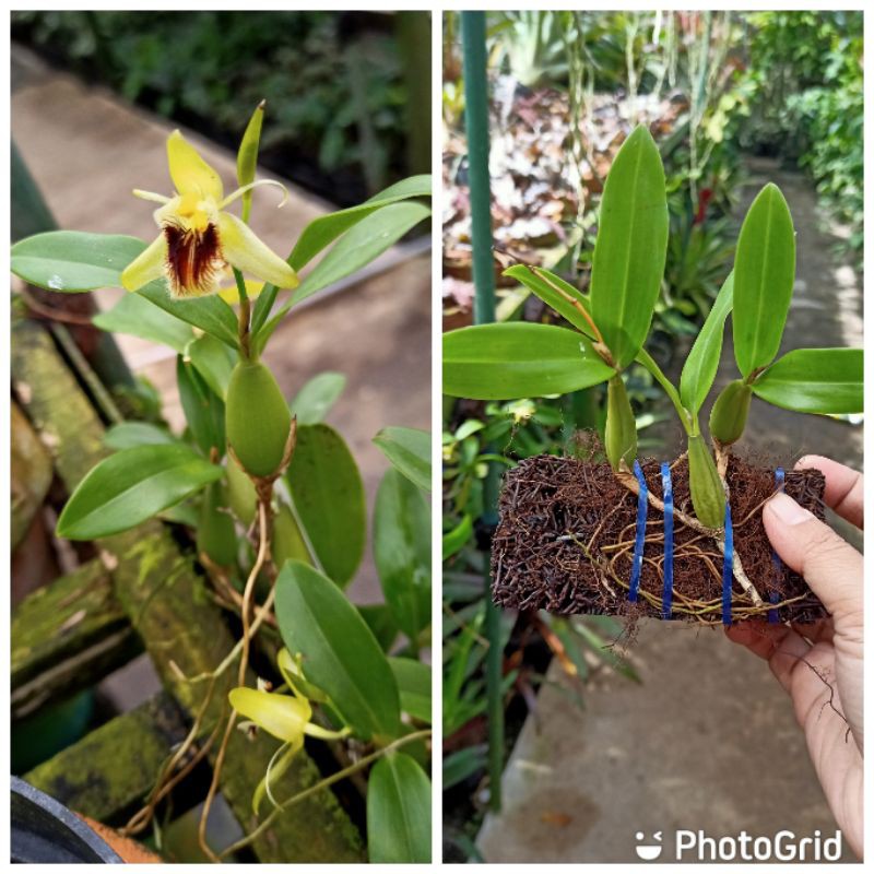 coelogyne fimbriata