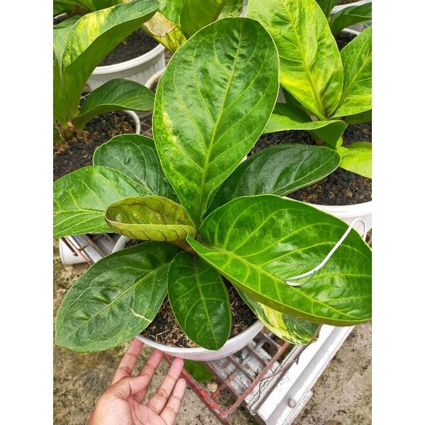 anthurium Jemani Mangkok varigata karakter