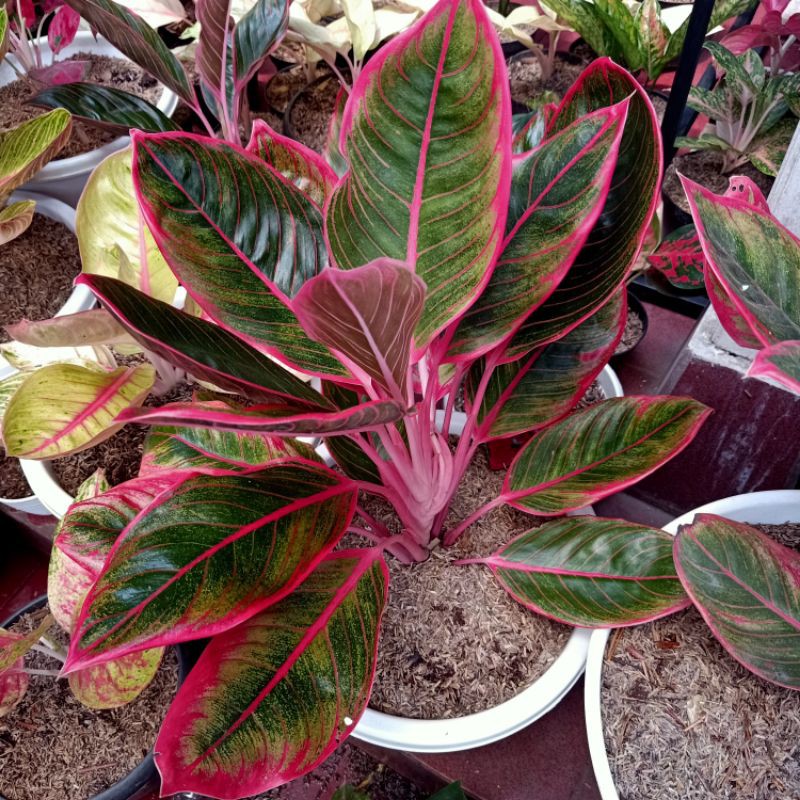 Aglonema Khanza Indukan Jumbo 17 daun