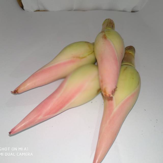 

Kecombrang Super