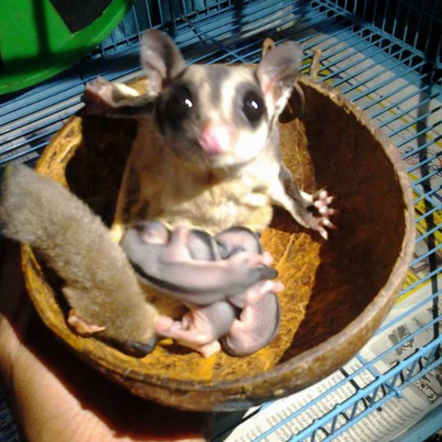 SUGAR GLIDER - TEMPAT TIDUR SUGAR GLIDEE