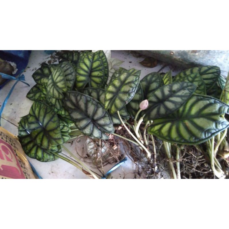 

anatecia tengkorak