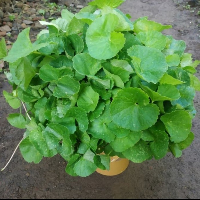 

(COD) Daun Pegagan/ Antanan / Rendeng Segar Bebas Kimia petik kirim