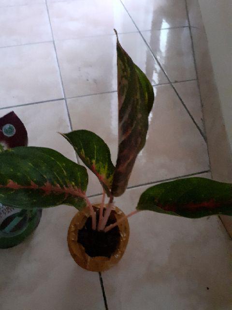 Aglonema Golden Siam Mutasi