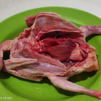 Burung Dara / Burung Merpati / Merpati Konsumsi / Burung Dara Konsumsi Per Ekor