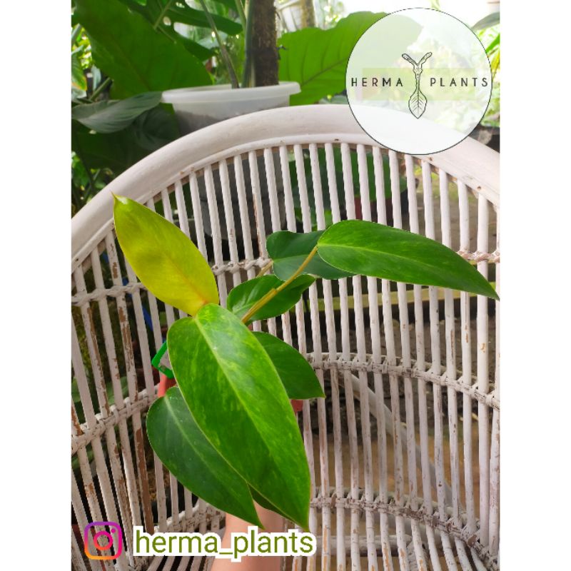 Philodendron Goldiana - Philodendron Domesticum Golden