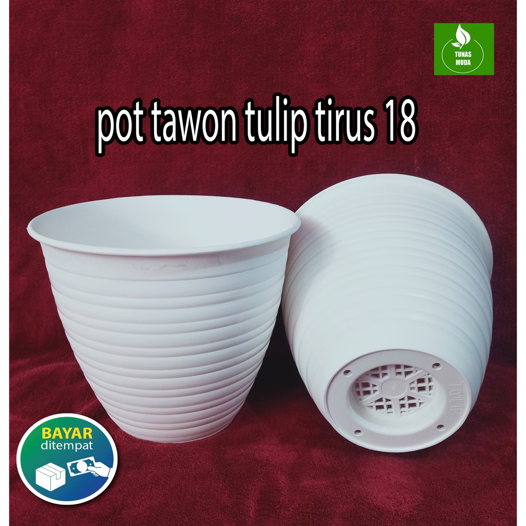 TERBARU POT TAWON TULIP TIRUS 18 PUTIH /POT TAWON TEBAL /POT TAWON TIRUS
