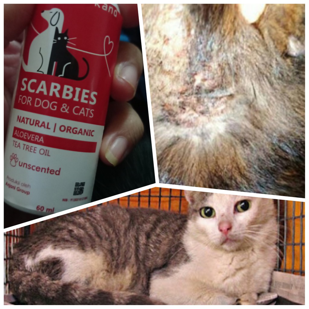 OBAT JAMUR OBAT INFEKSI KULIT KUCING ANTI KUTU  SCABIES DEMODEX JAMUR KUTU PARASIT CACING HATI OBAT JAMUR ANJING PAKET LENGKAP!