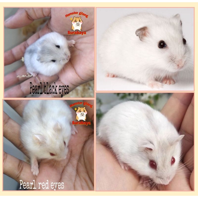 HAMSTER WINTER WHITE PEARL JINAK