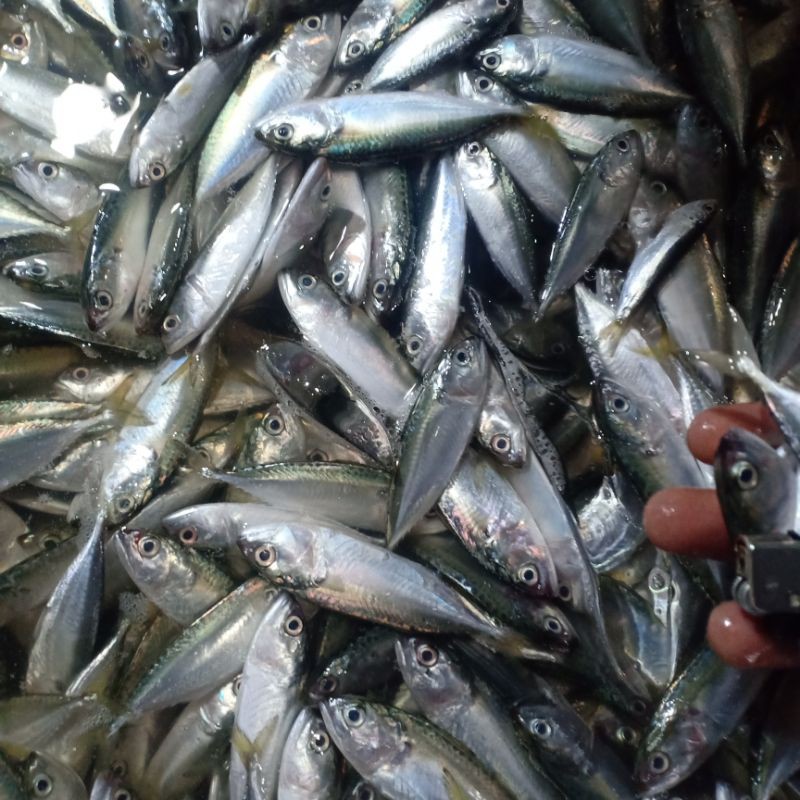 

Ikan baby kembung Banjar 1kg