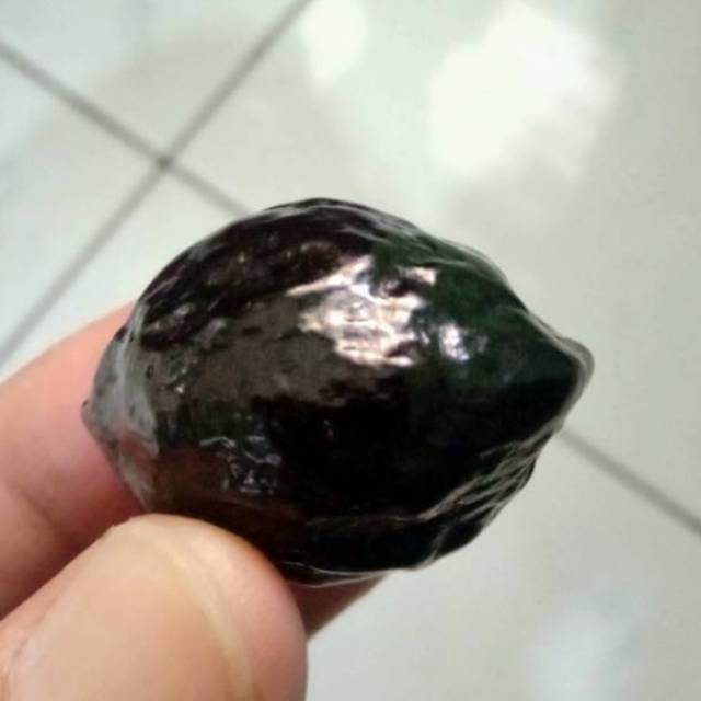 Kemiri Adu Muncang Adu  Jalim Jawa Ori Pasangan Super