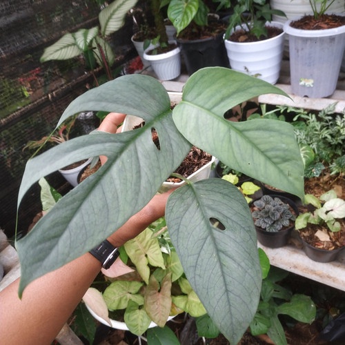 CEBU BLUE EPRIPEMNUM TANAMAN BUNGA PHILODENDRON READY TANAMAN BUNGA HIDUP