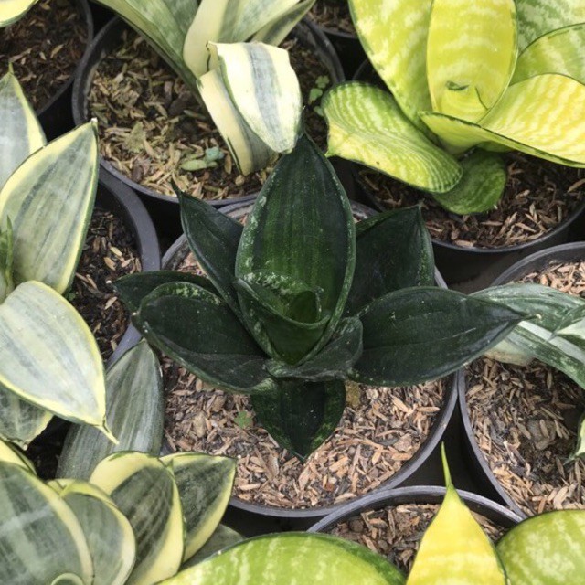 Sansevieria Whitney loop pride big size