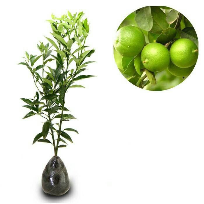 Bibit Jeruk Nipis Bibit Jeruk Nipis Original Flora Pohon Bibit Jeruk Nipis Bibit Jeruk Nipis Original Flora Pohon
