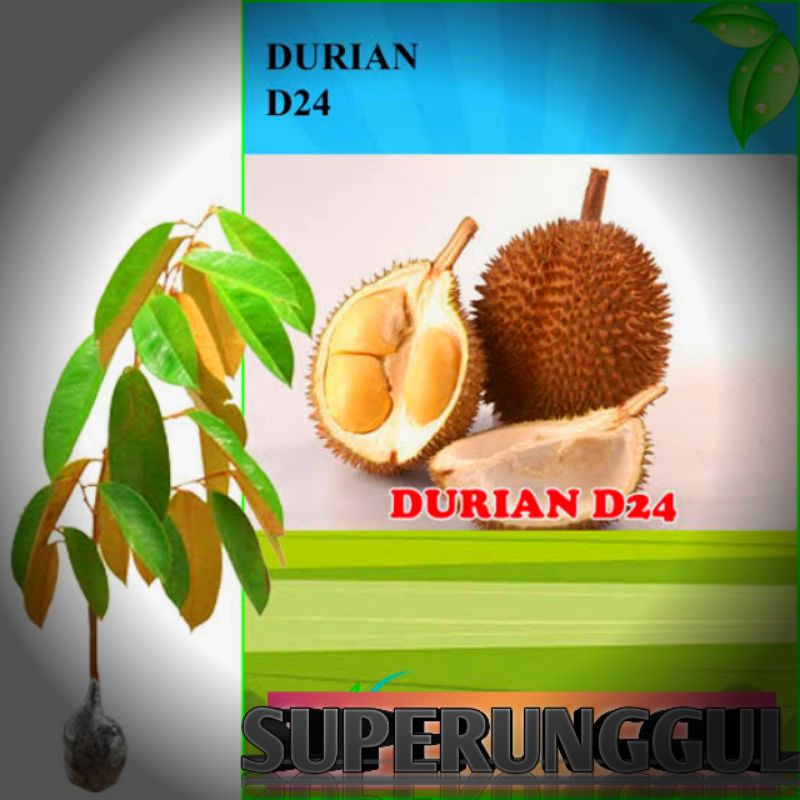 bibit durian D24 superunggul