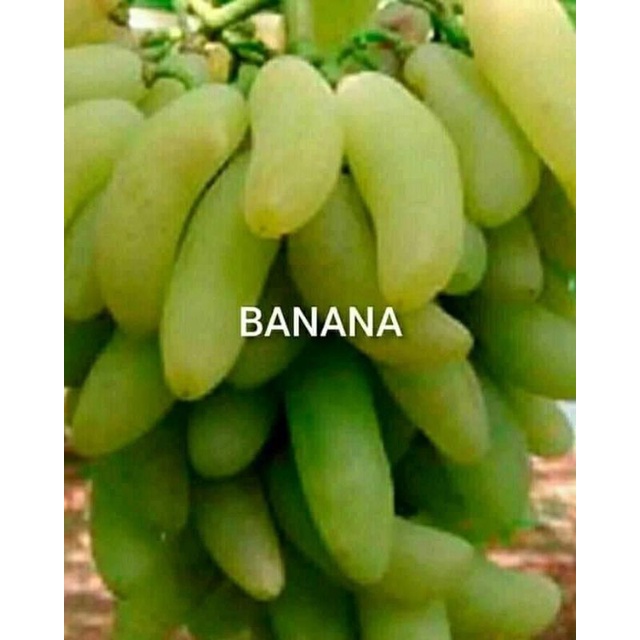 bibit anggur banana