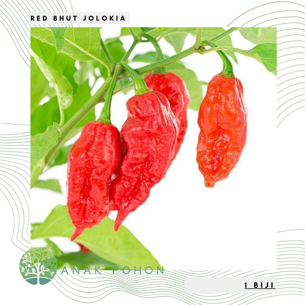 Benih Bibit Biji - Red Bhut Jolokia Merah Indian Carbon Pepper Seeds