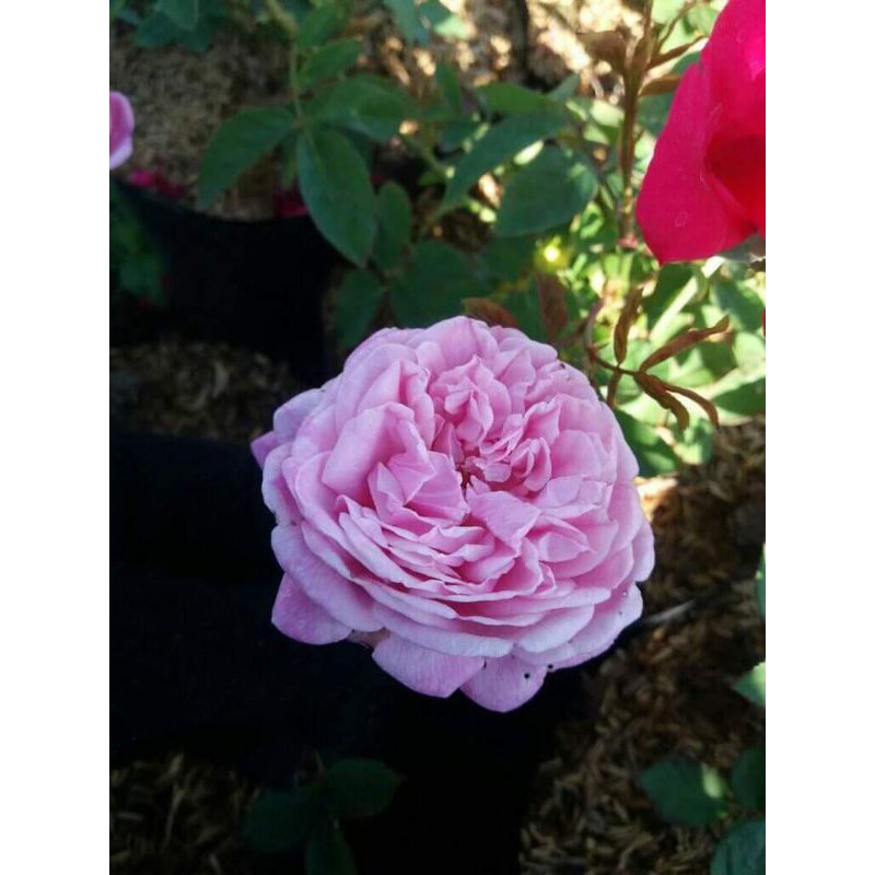 tanaman hias mawar kampung wangi (mawar kampung asli)