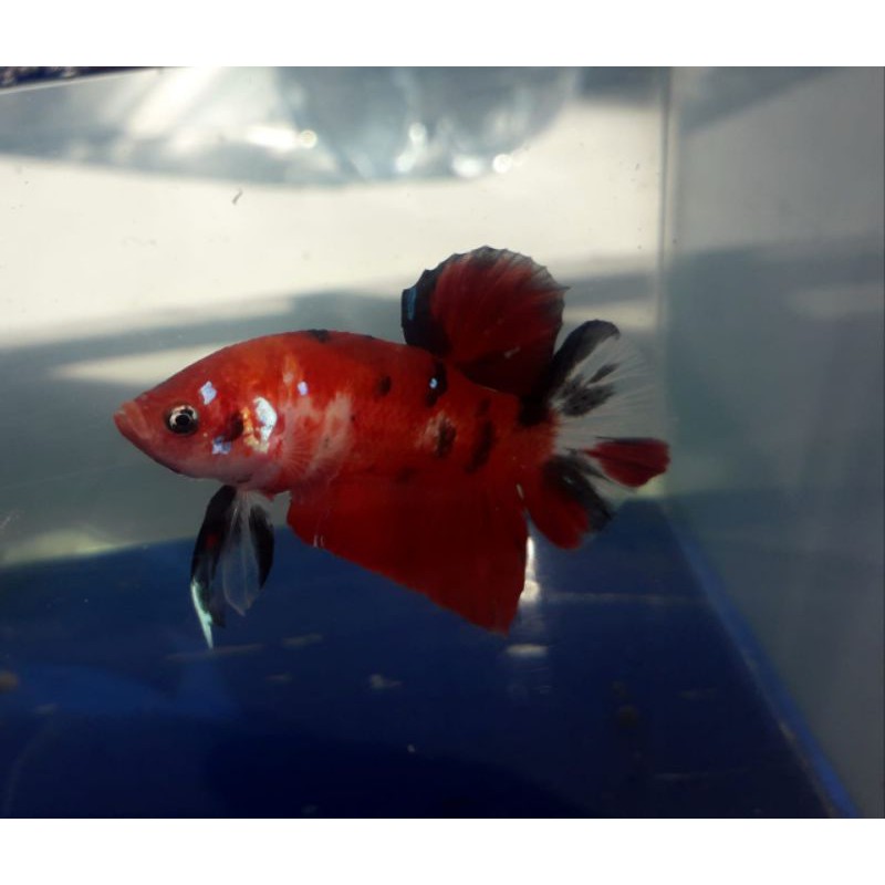 Cupang Nemo / Galaxy Nemo / Nemo Leopard