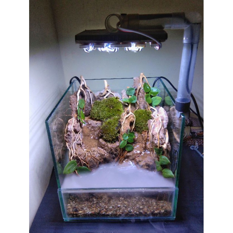 Paludarium Aquascape Tank Ukuran Mini 20 cm Tebing | Shopee Indonesia