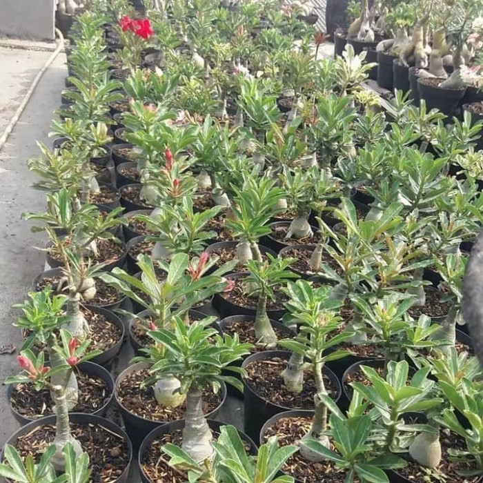 PROMO BESAR !! Bibit Tanaman Hias Adenium Mahasyeti -Kamboja Jepang Bunga Tumpuk-3