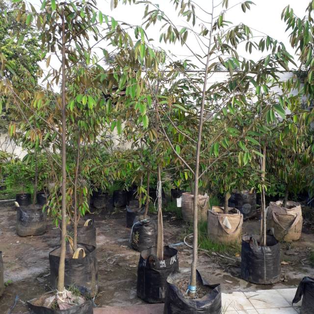 Jual pohon durian musang king siap berbuah tinggi 2 meter lebih