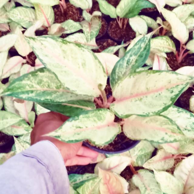 aglaonema frozen