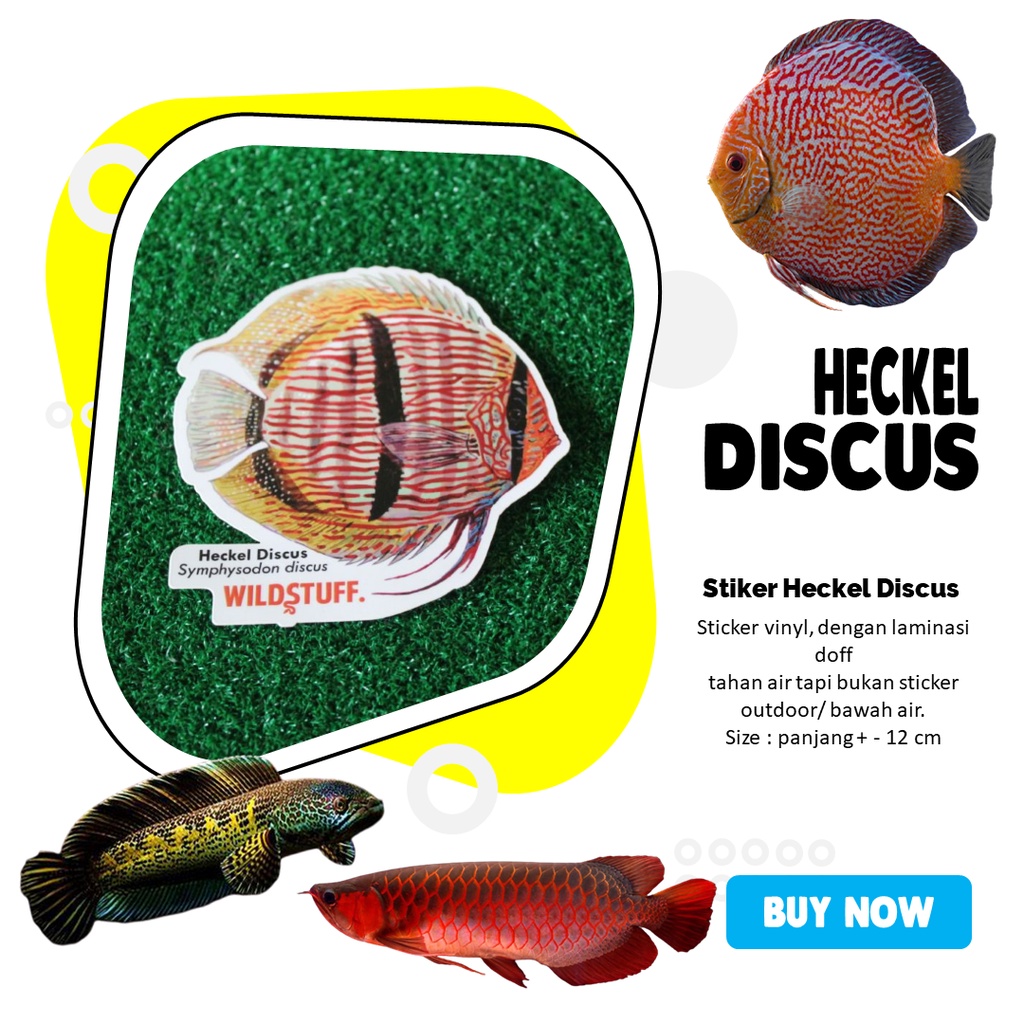 Sticker Discus Heckeli